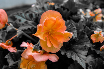 orange flower plant close-up chroma key