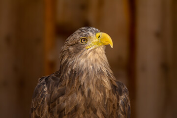 close portrait of an eagle head isolated background
