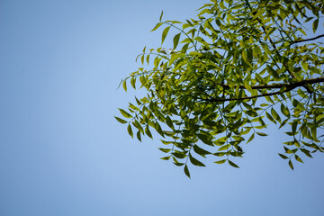 Azadirachta indica, commonly known as neem, nimtree or Indian lilac, is a tree in the mahogany family Meliaceae. Beautiful background of green neem leaves against the light blue sky.