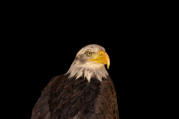 close portrait of an eagle head isolated background