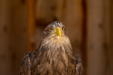 close portrait of an eagle head isolated background
