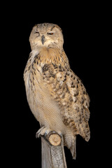 close portrait of an owl isolated background