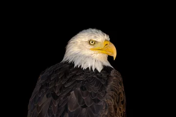 Foto op Plexiglas close portrait of an eagle head isolated background © klickit24