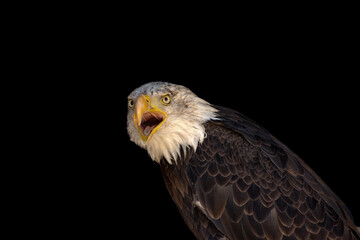 close portrait of an eagle head isolated background