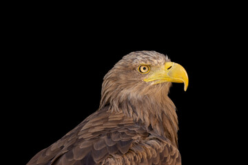 close portrait of an eagle head isolated background
