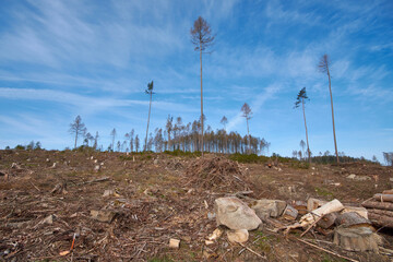 Waldsterben in der Oberlausitz	