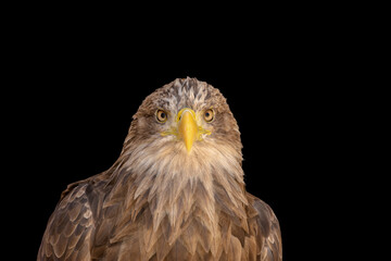 close portrait of an eagle head isolated background