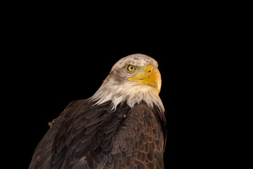 close portrait of an eagle head isolated background