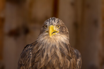 close portrait of an eagle head isolated background