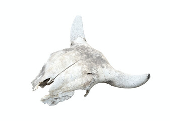 Cow skull isolated and laying on white background