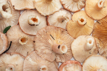 Bunch red mushroom texture background