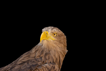 close portrait of an eagle head isolated background