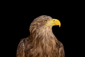 close portrait of an eagle head isolated background