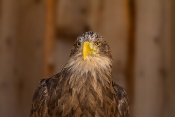 close portrait of an eagle head isolated background