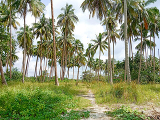 Coconut trees. Coconut trees on the beach. Coconut trees background. Tropical and summer background.