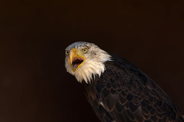 close portrait of an eagle head isolated background