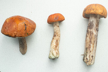 Red cup group of mushrooms on table