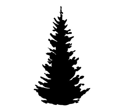 Vector black silhouette of fir tree isolated on white background.