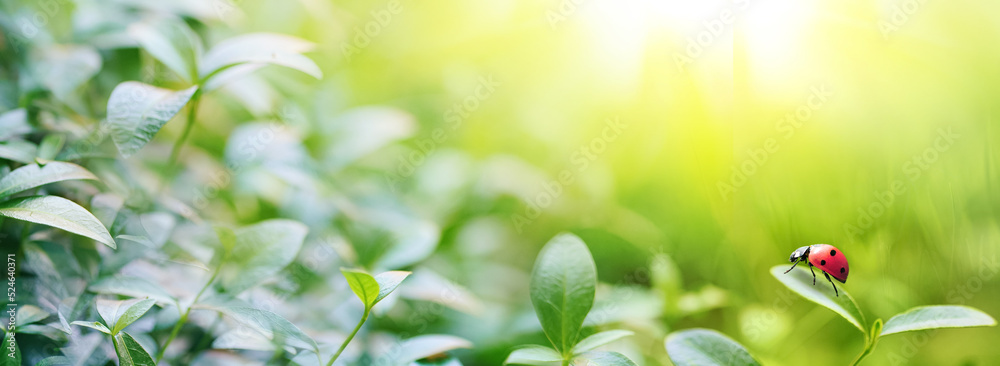Poster Wide format background image of fresh juicy green leaves and ladybug lit by rays of sun in nature with space for text.