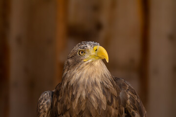 close portrait of an eagle head isolated background