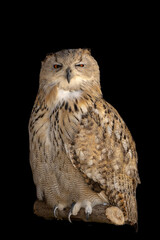 close portrait of an owl isolated background