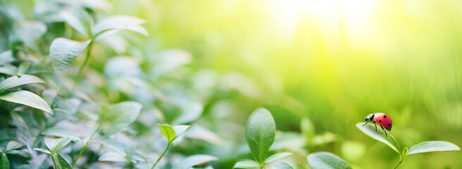 Wide format background image of fresh juicy green leaves and ladybug lit by rays of sun in nature...
