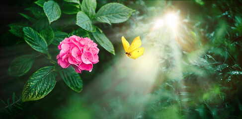 Beautiful fairy-tale image of flowers and flying  yellow butterfly above magenta hydrangea flowers...