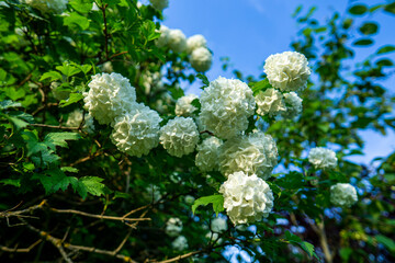 white round blooming flower tree close-up