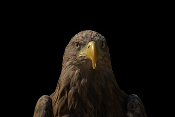 close portrait of an eagle head isolated background