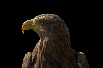 close portrait of an eagle head isolated background