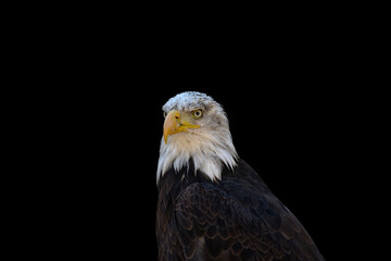 close portrait of an eagle head isolated background