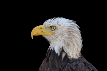 close portrait of an eagle head isolated background