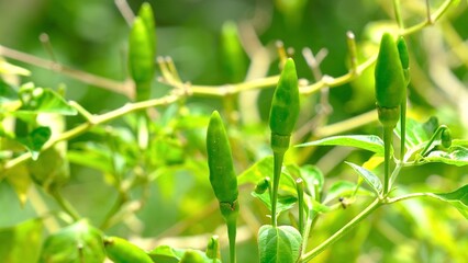 Fototapeta premium Green chilli pepper on tree, backyard garden concept.