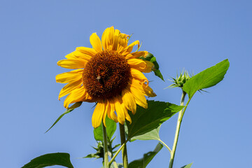 sunflower against blue sky