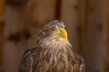 close portrait of an eagle head isolated background