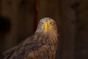 close portrait of an eagle head isolated background