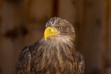 close portrait of an eagle head isolated background