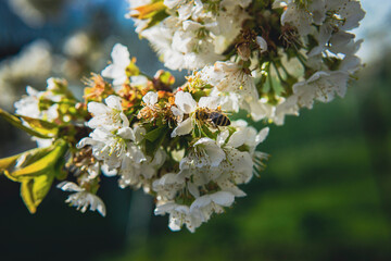 wild bee sitting on white flower tree getting honey closeup from underneath