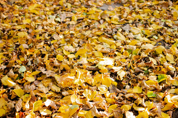Fallen yellow and orange autumn leaves lying on the ground. Autumn Leaf Background