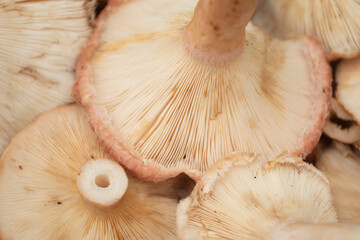 Close up of mushroom gills. Macro shot of mushroom gills. Nature background.