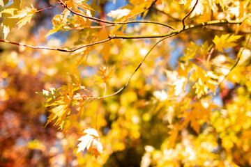 Branches of trees with yellow autumn leaves against the background of blue sky. Background with autumn leaves. Soft focus