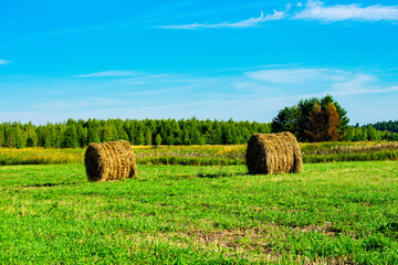 Rural landscape. Rolls of hay on the field against the backdrop of the forest and blue sky.
