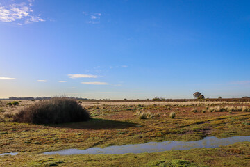early cold morning landscape with a tree and a sky