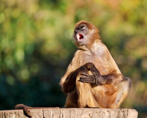 大きな声で歌うジェフロイクモザル