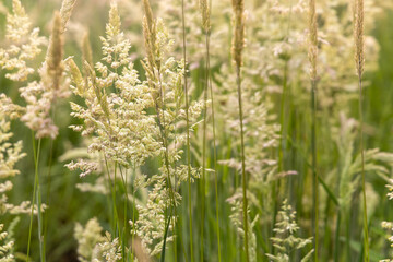 Beautiful soft focused grasses and seidges on beautiful sunny day. Spikelet flowers wild meadow plants. Sweet vernal grass (Anthoxanthum odoratum) and common bent (Agrostis capillaris) in a hay meadow
