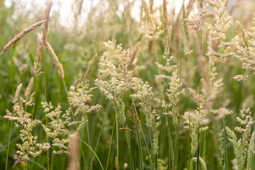 Beautiful soft focused grasses and seidges on beautiful sunny day. Spikelet flowers wild meadow plants. Sweet vernal grass (Anthoxanthum odoratum) and common bent (Agrostis capillaris) in a hay meadow
