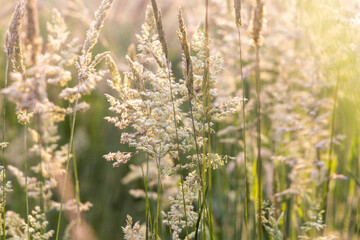 Beautiful soft focused grasses and seidges on beautiful sunny day. Spikelet flowers wild meadow plants. Sweet vernal grass (Anthoxanthum odoratum) and common bent (Agrostis capillaris) in a hay meadow