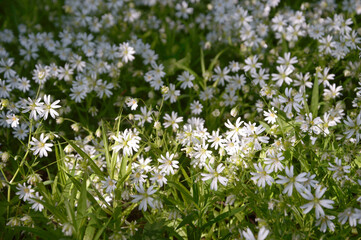 flowers