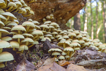 mushroom