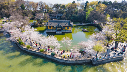 Aerial photography of Yuantouzhu scenic spot with cherry blossoms blooming in Wuxi City, Jiangsu Province, China in spring